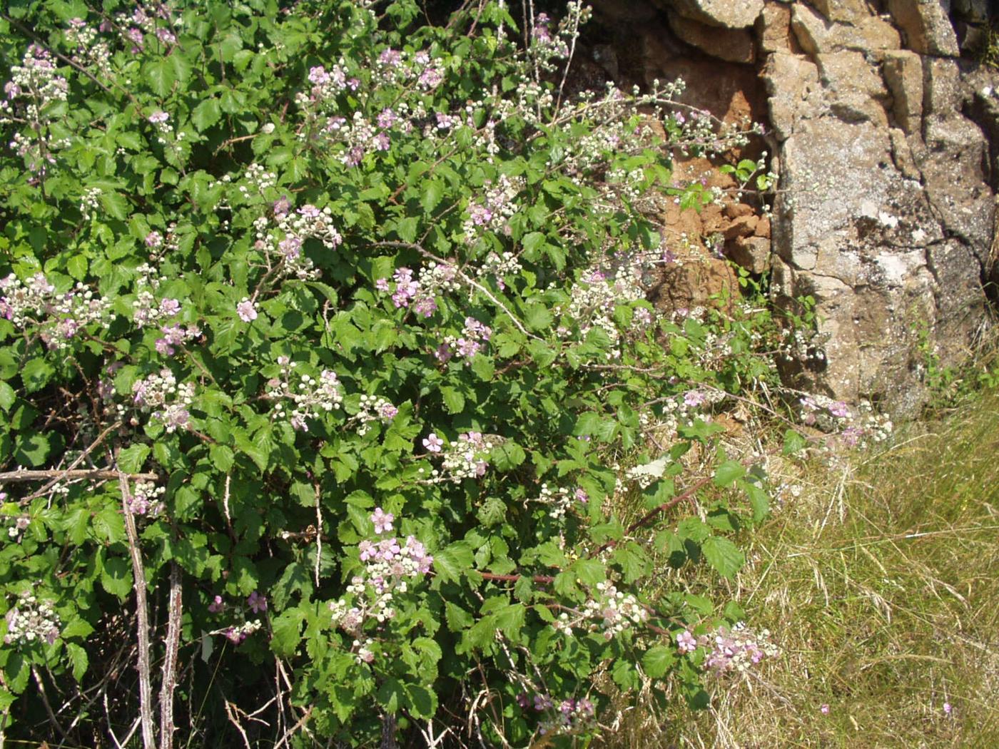 Bramble, Common plant